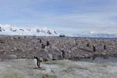 Die Pinguine sind neugierig (Andreas Unterkreuter)