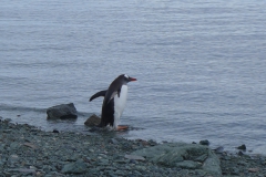 Ein Pinguin am Strand (Andreas Unterkreuter)