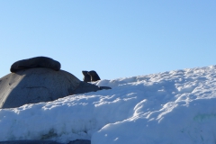 Die Robben geniessen ein Sonnenbad (Andreas Unterkreuter)