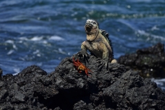 Leguane leben auf der Insel (Foto: LIFE EARTH Reisen)