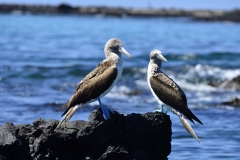 Typischer Blaufusstölpel auf Galapagos (Foto: LIFE EARTH Reisen)