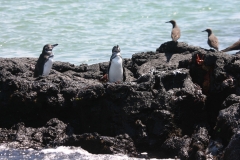 Einzigartige Galapagos-Pinguine (Foto: Patrick Lamp)