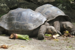 Riesenschildkröten haben Hunger (Foto: Sabine Holzer)