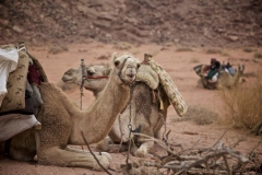 Unsere Kamele müssen rasten (Foto: Daniel Kopp)