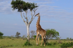 Giraffe (Foto: Sabine Holzer)