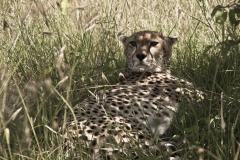Gepard (Foto: Andreas Scharnagl)