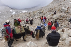 Unsere Gruppe mit Sherpas und Yaks auf dem Weg zum Basislager (Foto: Wolfgang Klocker)