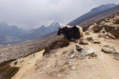 Ein Yak mit Lobuche Peak im Hintergrund (Foto: Wolfgang Klocker)