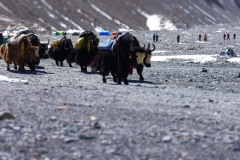 Eine Yakherde - die unverzichtbaren Tragtiere in der Everestregion (Foto: Wolfgang Klocker)