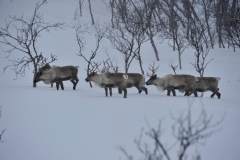 Eine Herde Rentiere zeigt uns den Weg (Foto: Erwin Reinthaler)